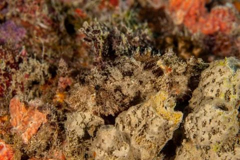 Scorpionfish 스톡 사진