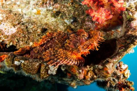 Scorpionfish Stock Photos