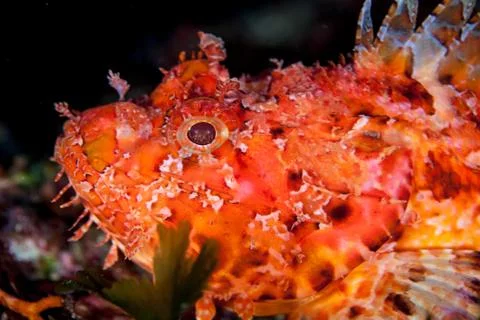 Scorpionfish Foto stock