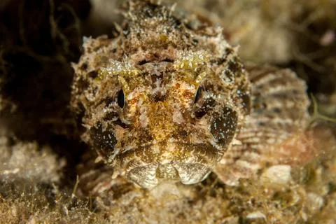 Scorpionfish Foto stock