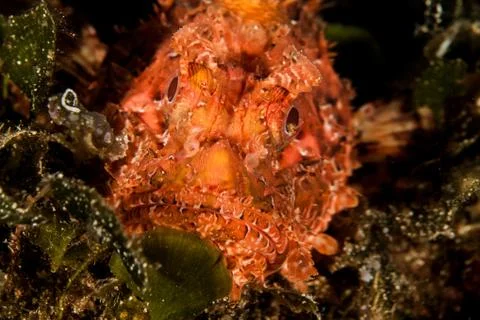 Scorpionfish Foto stock