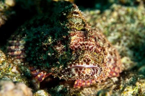 Scorpionfish Stock-Fotos