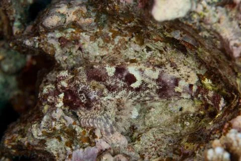 Scorpionfish Foto stock