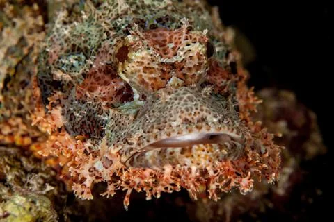 Scorpionfish Foto stock
