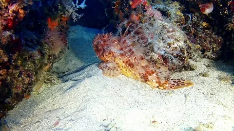 Scorpionfish in a reef Stock Footage