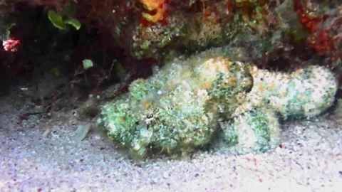 Scorpionfish Resting Under Coral Close-Up in Las Cabanas, Red Sea, Egypt Stock Footage 340750662