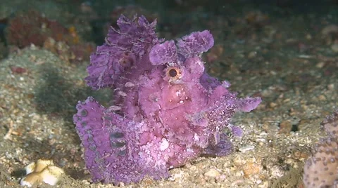 Scorpionfish - the Rhinopia Stock Footage 41583532