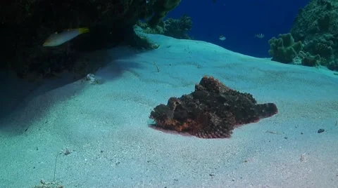 Scorpionfish on sandy bottom Stock Footage 51783603