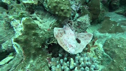 Scorpionfish trying to hide in a coral Stock Footage 286376856