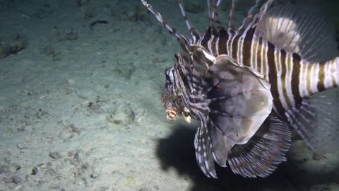 Scorpionfish underwater on background marine landscape in Red sea. Stock Footage