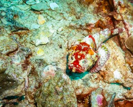 Scorpionfish, while diving near Phi Phi, Thailand Stock Photos