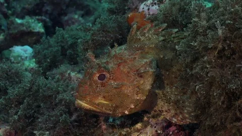 Scorpionfish yawning Stock Footage 70829176