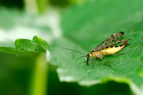 Scorpionfly on leaf Stock Photos