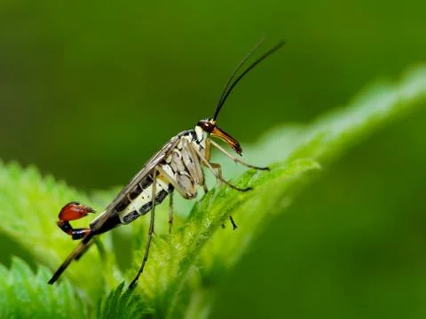Scorpionfly 스톡 사진