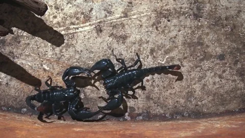 Scorpions Engaged in their Mating Dance. UltraHD 4k video Stock Footage 82404147