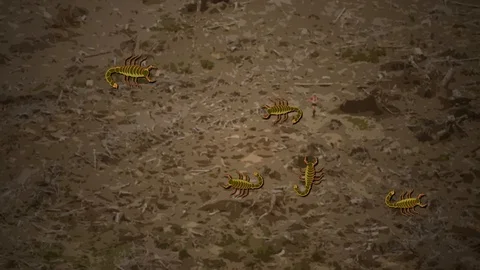 Scorpions on rock Video stock 107640729