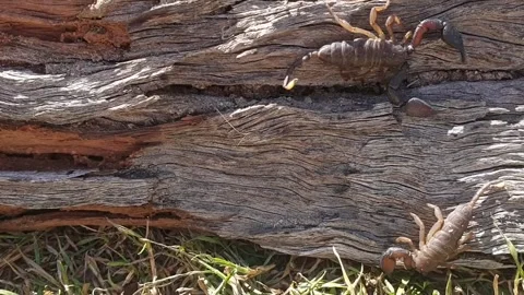 Scorpions Two Stock Footage 245138170