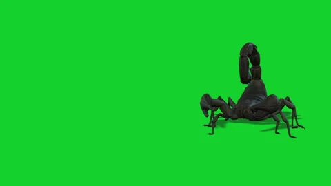 Scorpions walk Video stock 291402394