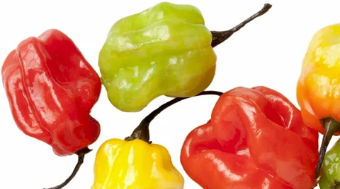 Scotch Bonnet Chilis Stock Footage 64010920