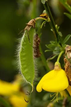 Scotch Broom Pod Foto stock
