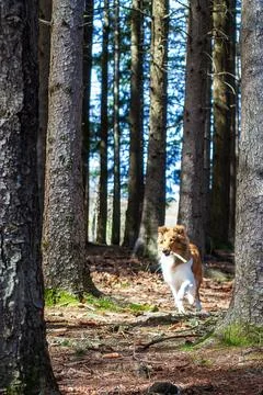 Scotch Collie Stock Photos