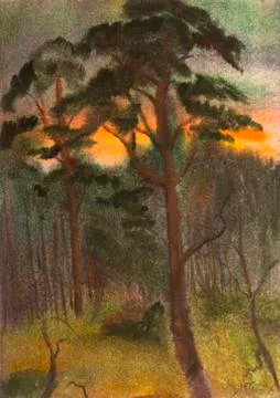 Scotch fir Stock Illustration
