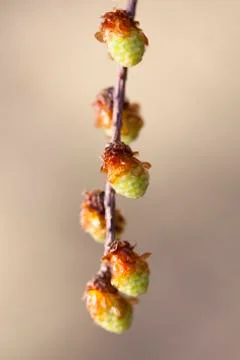 Scotch Pine - blossoms Foto stock