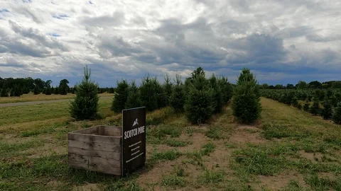 Scotch Pine Christmas Tree Farm 4K Video stock 156129086