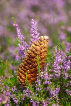 Scotch pine - cones - heather Фото