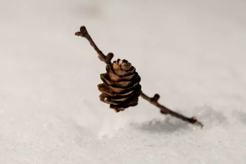 Scotch Pine - pinecone - snow Photos