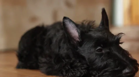 Scotch terrier Video stock 23720614