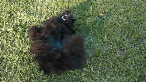 Scotch terrier Stock Footage 24275646