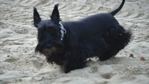 Scotch terrier walking Stock Footage 116630959