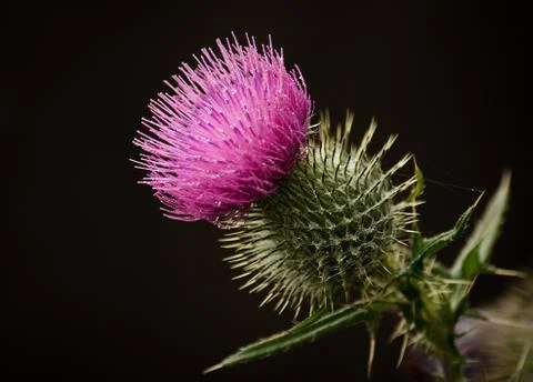 Scotch thistle head Stock Photos