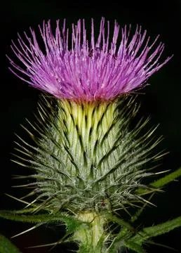Scotch thistle head Stock Photos