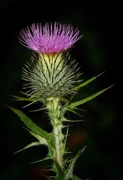 Scotch thistle head Stock Photos