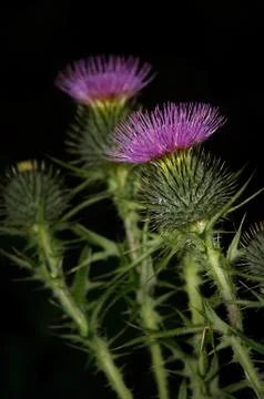 Scotch thistle head Stock Photos