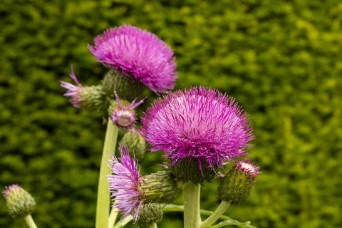 Scotch Thistle Stock Photos