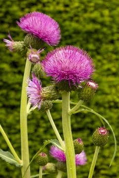 Scotch Thistle Stock Photos