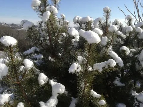 SCOTES  PINE Foto stock