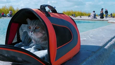 A scotish cat is sitting by the lake with his bag 3 Видео 151932425