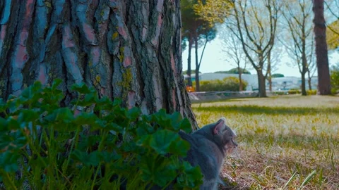 Scotish cat sitting next to a tree in the park 7 Видео 151863796