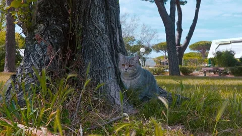 Scotish cat sitting next to a tree in the park 6 Видео 151865035