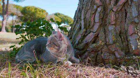 Scotish cat sitting next to a tree in the park 5 Видео 151866116