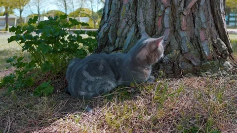 Scotish cat sitting next to a tree in the park 4 Stock Footage