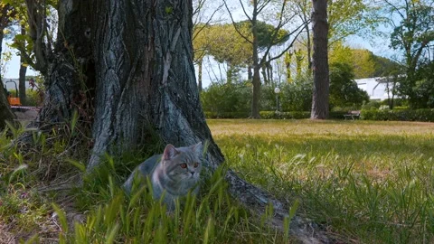 Scotish cat sitting next to a tree in the park 3 Видео 151869293