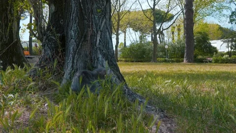 Scotish cat sitting next to a tree in the park 2 Видео 151870665