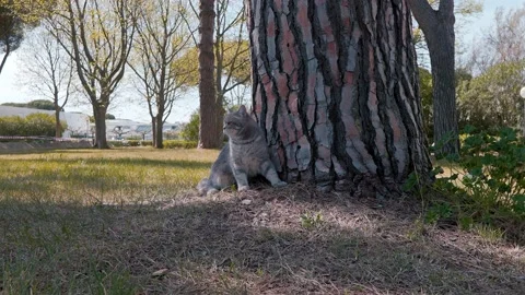 Scotish cat sitting next to a tree in the park 1 Видео 151871023