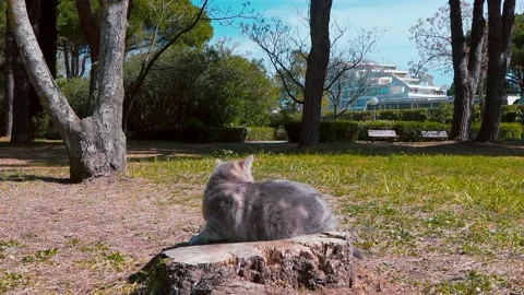 Scotish cat sitting on a tree stump in park 8 Видео 151862977
