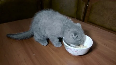 Scotish fold young kittie eats Stock Footage 66449935